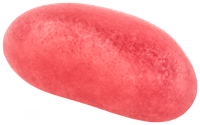 Bear 6